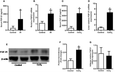 Hypoxia-Induced Adipose Lipolysis Requires Fibroblast Growth Factor 21